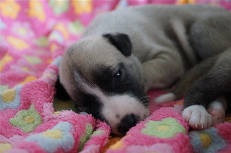 Jetpack Joy_17.09_1-small