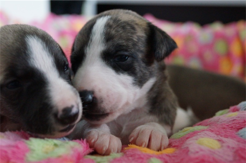 Jewe_Jade_17.09-small