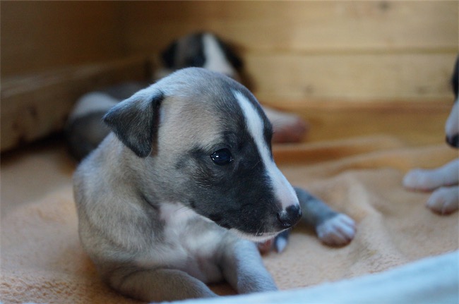 jewel_-4-wochen-small