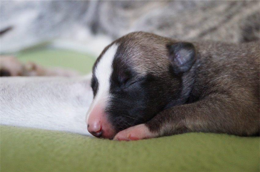 Jewel_04.09.2016_1-small