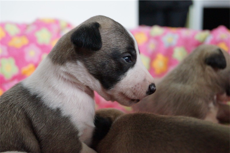 Jungle_17.09_2-small