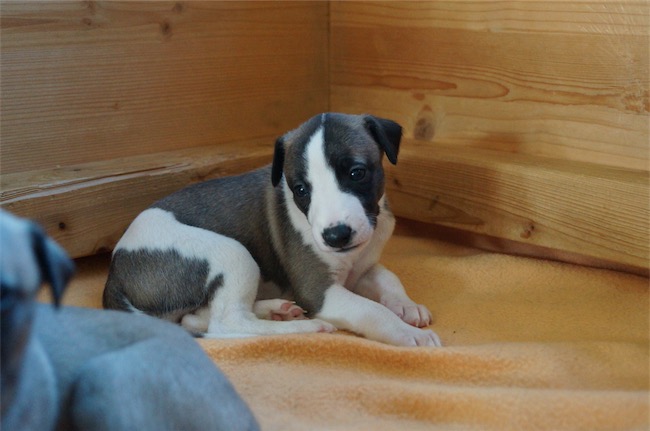 jungle_4-wochen-small