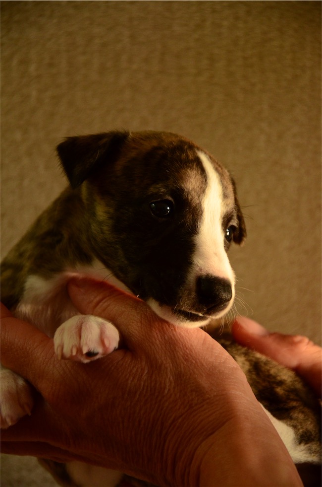 portraet_jade_4-wochen-small