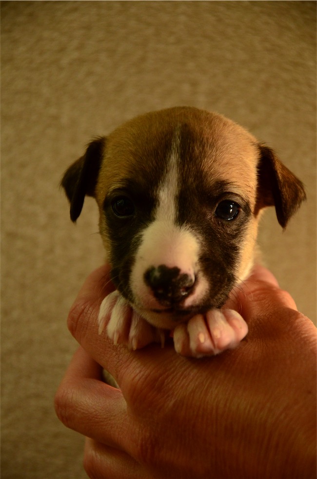 portraet_jaipur_4-wochen-small