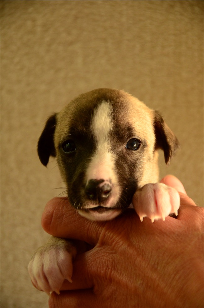 portraet_jewel_4-wochen-small