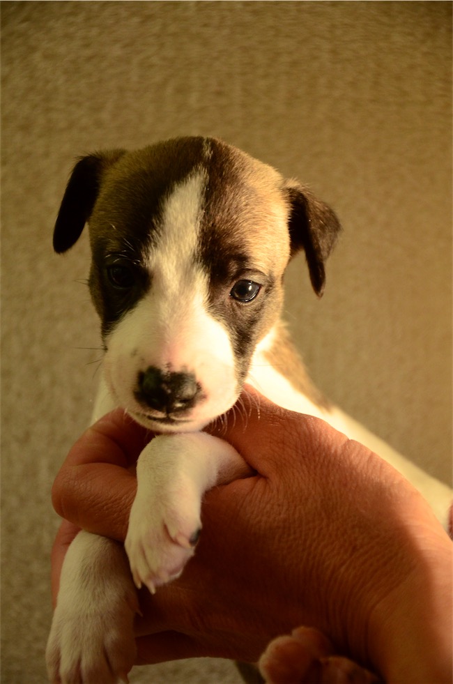 portaet_jungle_4-wochen-small