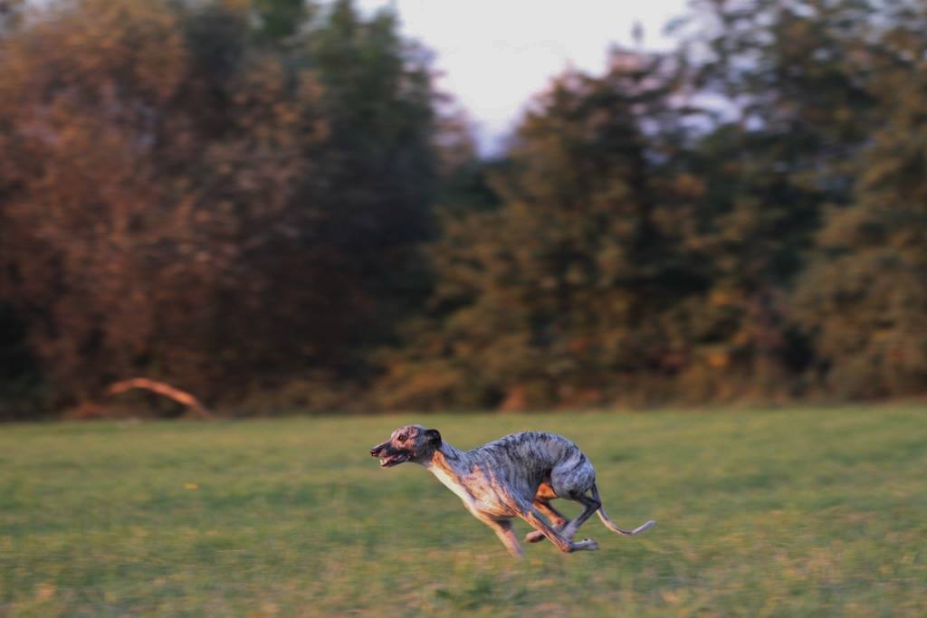 14633694_998028673676042_8387163101643569217_o