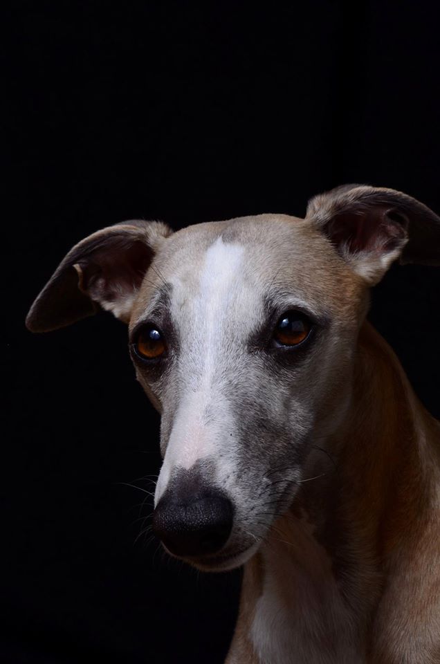 14706743_1375738179133052_3965736817526193864_o