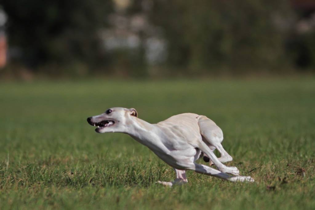 14714807_998019223676987_7973446821652131336_o