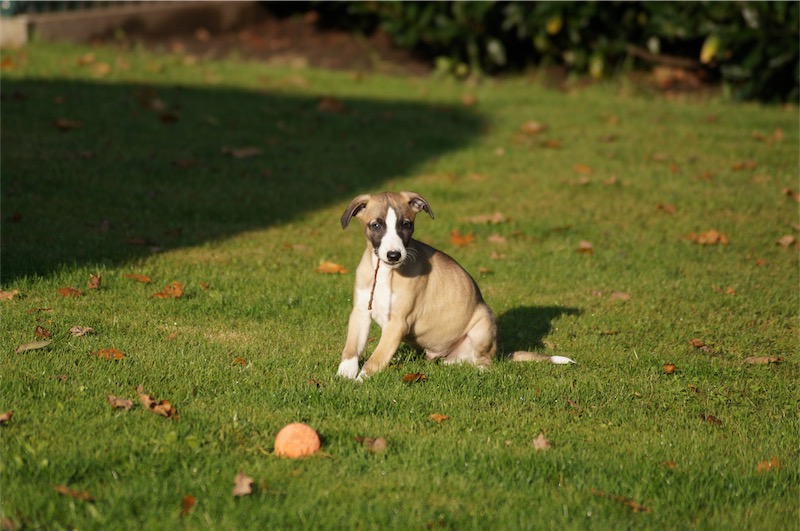 justus_23-10_1-small