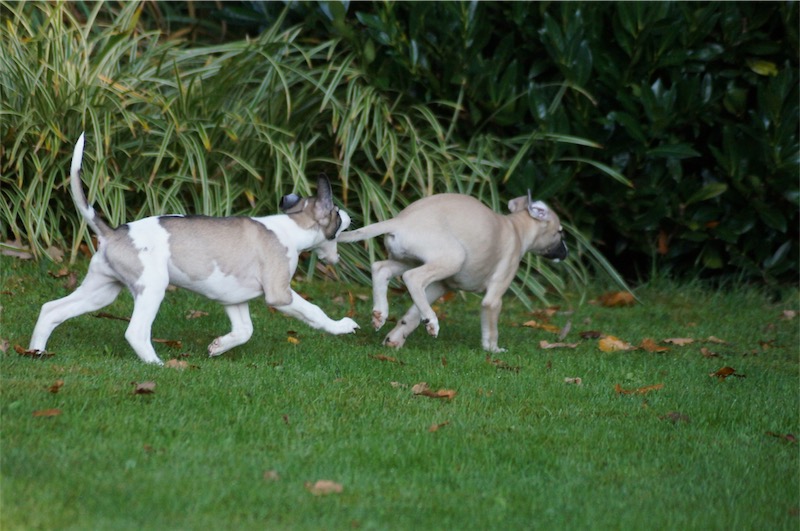 scottie_23-10-_1-small