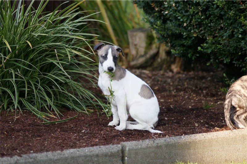 scottie_23-10_2-small