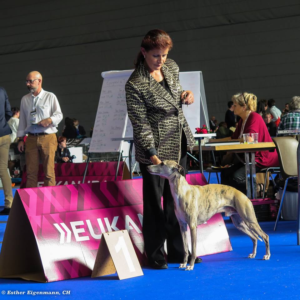 15171007_1802785006630790_8394638989073076134_n