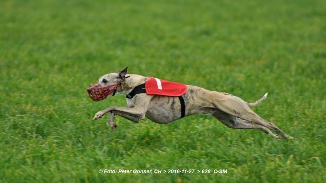 15271703_1244514198951694_1786402358_o