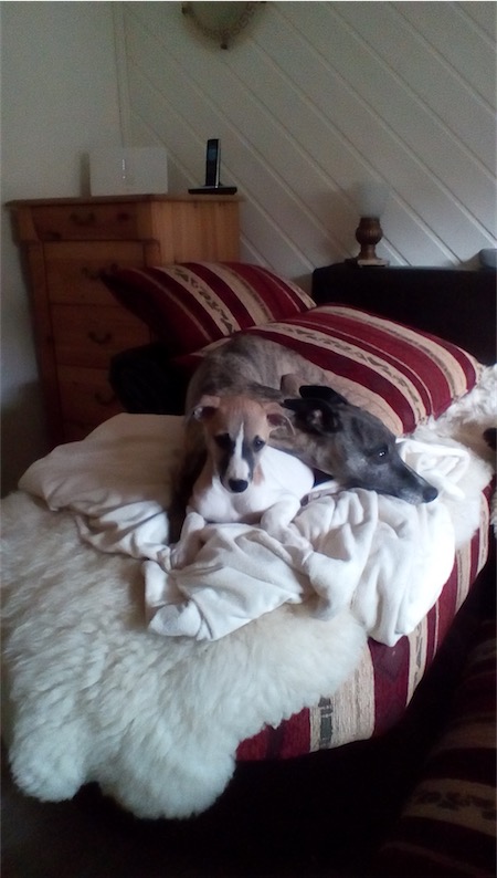 img_20161104_1418036_rewind-small